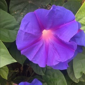 Meet your Posher, Ricardo